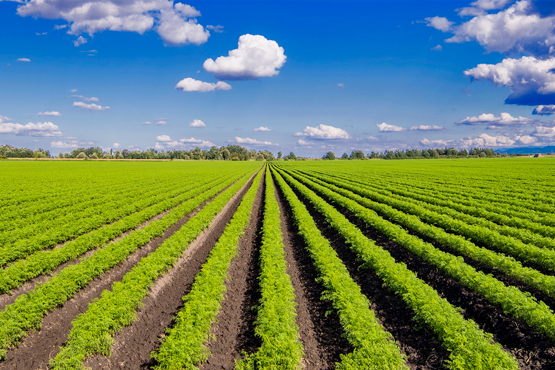 Pulverizadores para cultivos extensivos y hortícolas