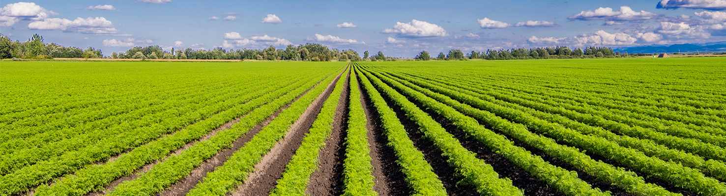 Field crops Field crops